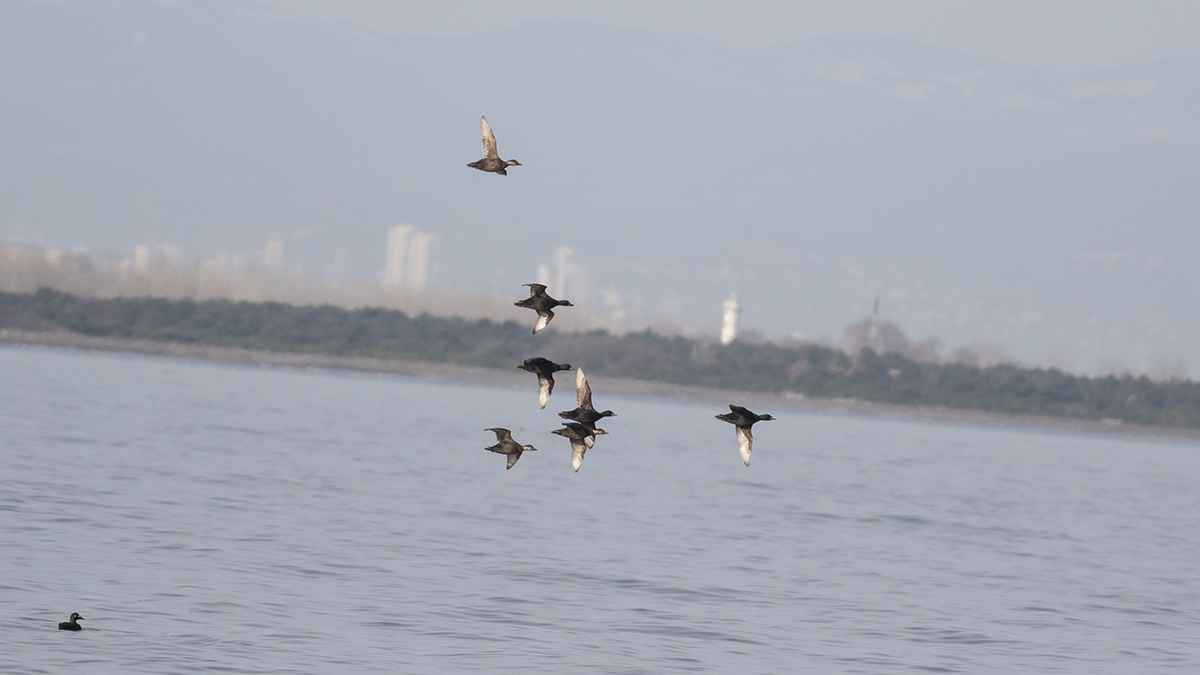 Common Scoter